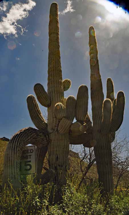 saguaro